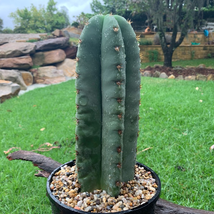 Plant image Trichocereus scopulicola 'Super Pedro' syn. Echinopsis scopulicola 'Super Pedro'