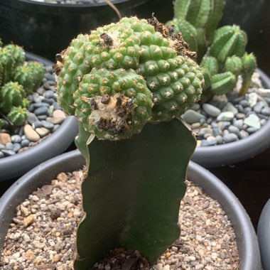 Copiapoa Laui