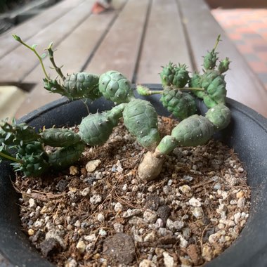 Euphorbia globosa