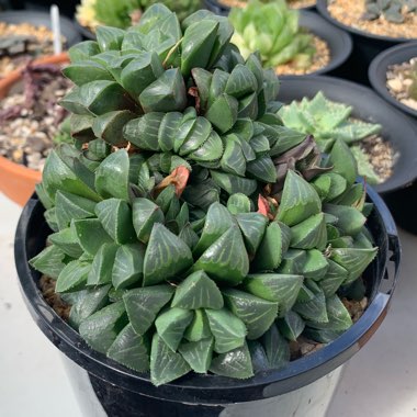 Haworthia retusa