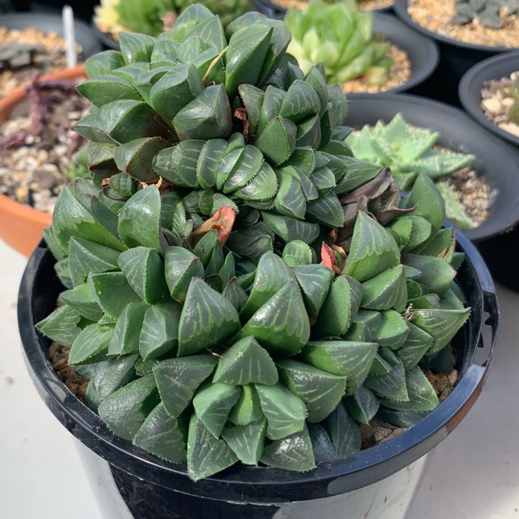 Plant image Haworthia retusa