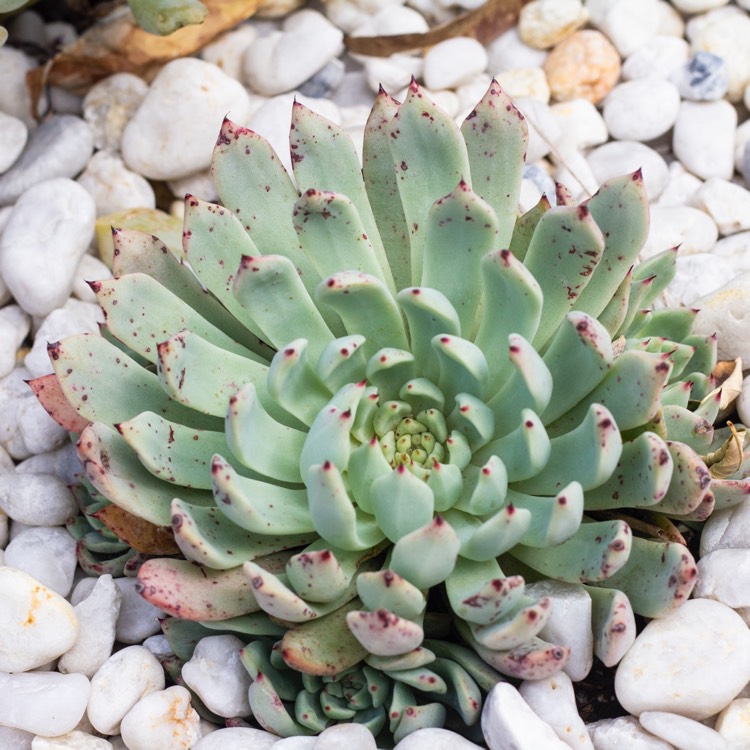 Plant image Echeveria Cuspidata var. Zaragozae