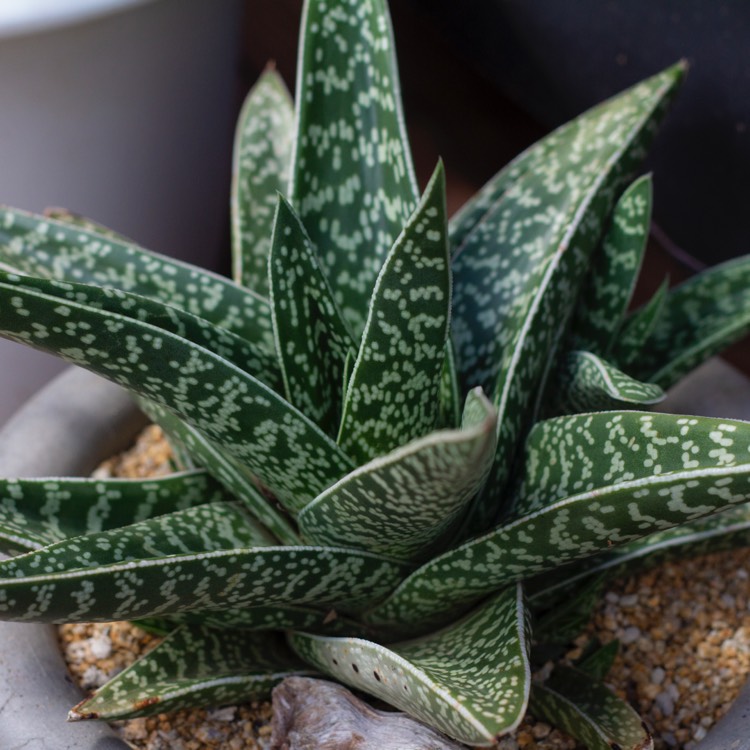 Plant image x Gasteraloe 'Aveo'