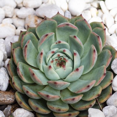 Echeveria Chihuahuaensis