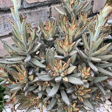 Kalanchoe Tomentosa 'Chocolate Soldier'