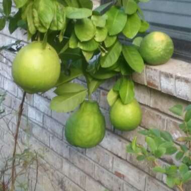 Citrus Tree