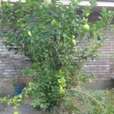 Citrus Tree