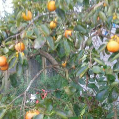 Persimmon