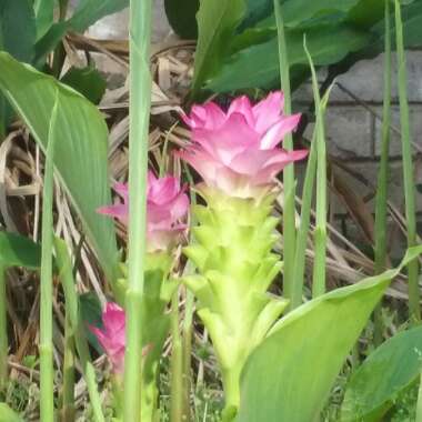 Curcuma longa syn. Curcuma domestica