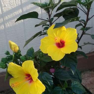 Hibiscus rosa-sinensis