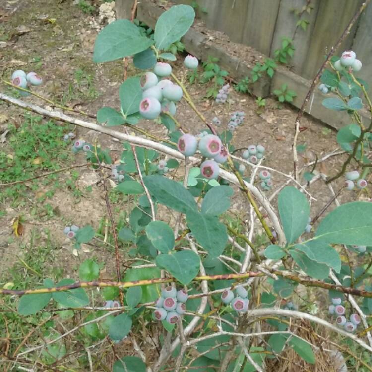 Plant image Vaccinium corymbosum 'Climax'