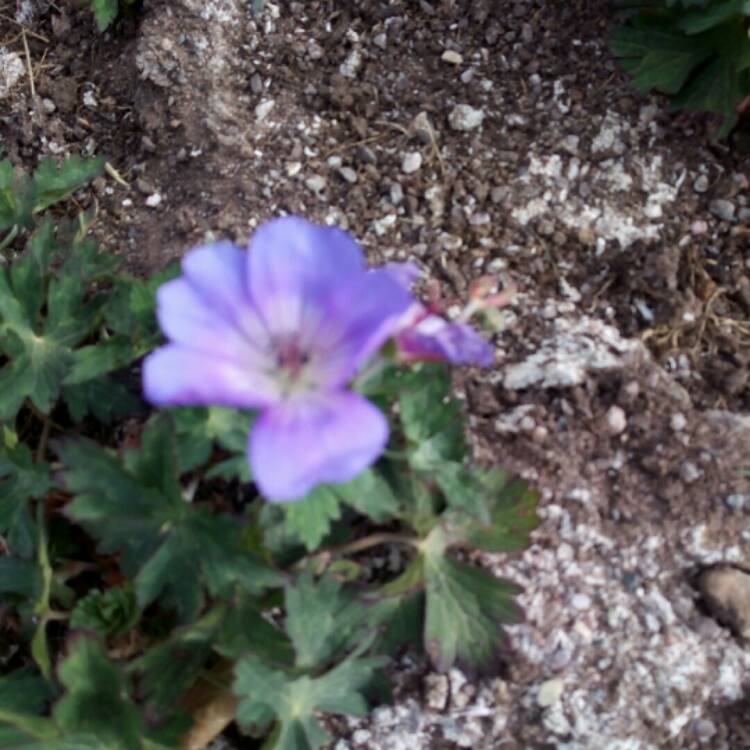 Plant image Geranium pratense