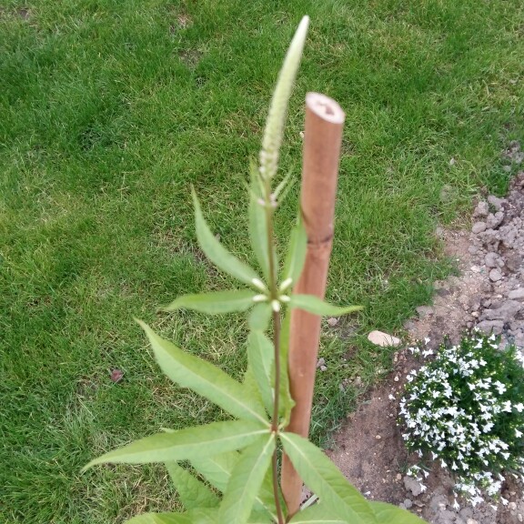 Plant image Veronicastrum virginicum 'Fascination'