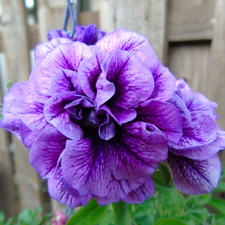 Plant image Petunia 'Kerjul' (Tumbelina Series) syn. Petunia 'Julia'