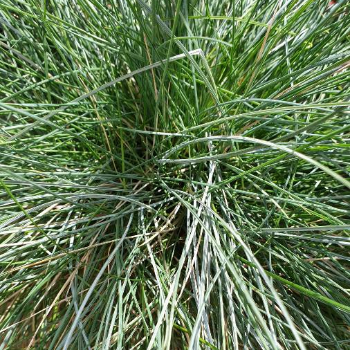 Plant image Festuca cinerea 'Azurit'