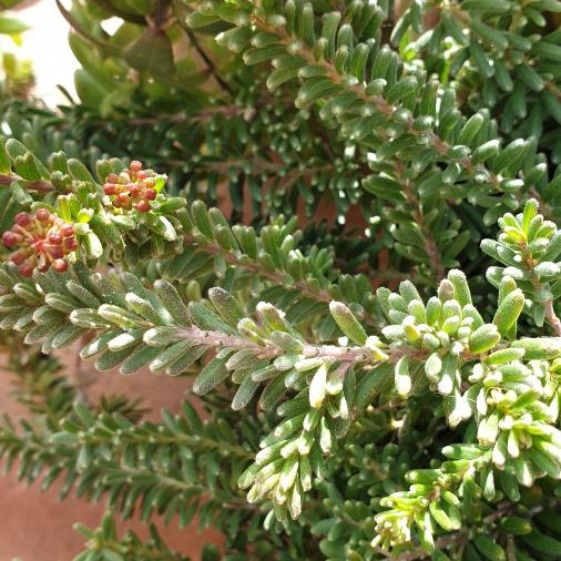 Plant image Grevillea rosmarinifolia RP