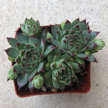 Sempervivum Tectorum Greenii