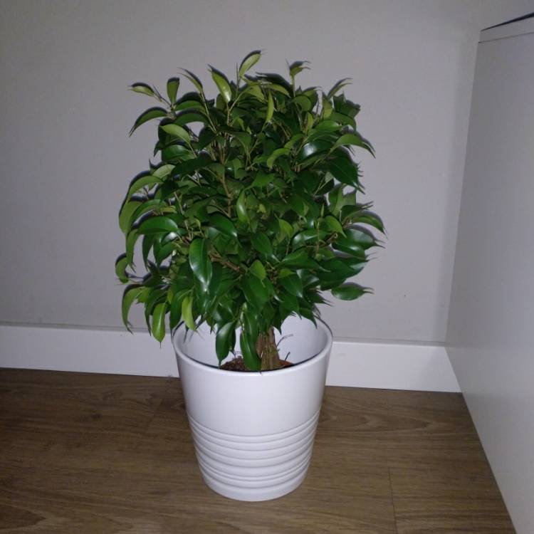 Plant image Ficus benjamina 'Exotica'