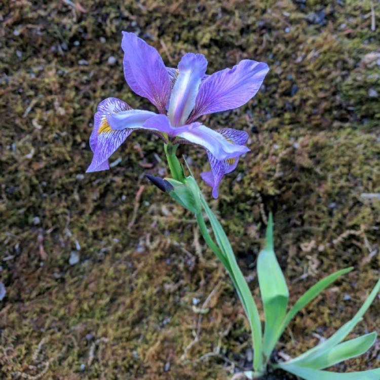 Plant image Iris sibirica 'Caesar's Brother'