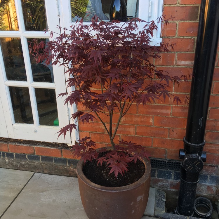 Plant image Acer Palmatum 'Fireglow'