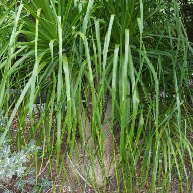 Elephant's Foot Palm