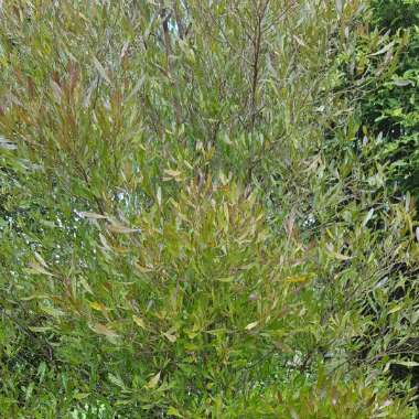 Purple Hopseed Bush