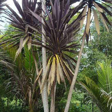 Cabbage Tree