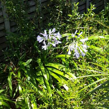 African Lily 'Ballerina'