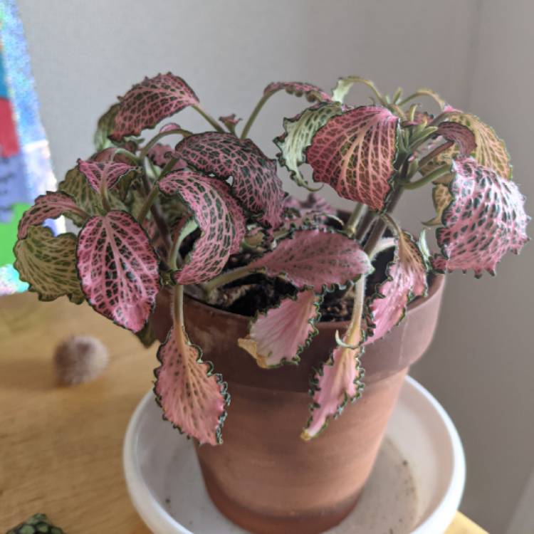 Plant image Fittonia Albivenis  'Frankie'