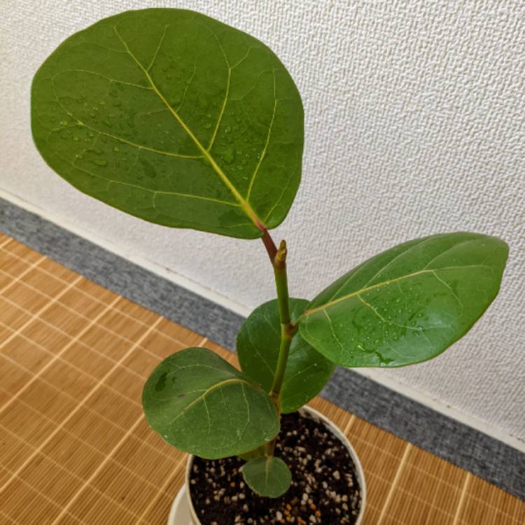 Plant image Coccoloba uvifera