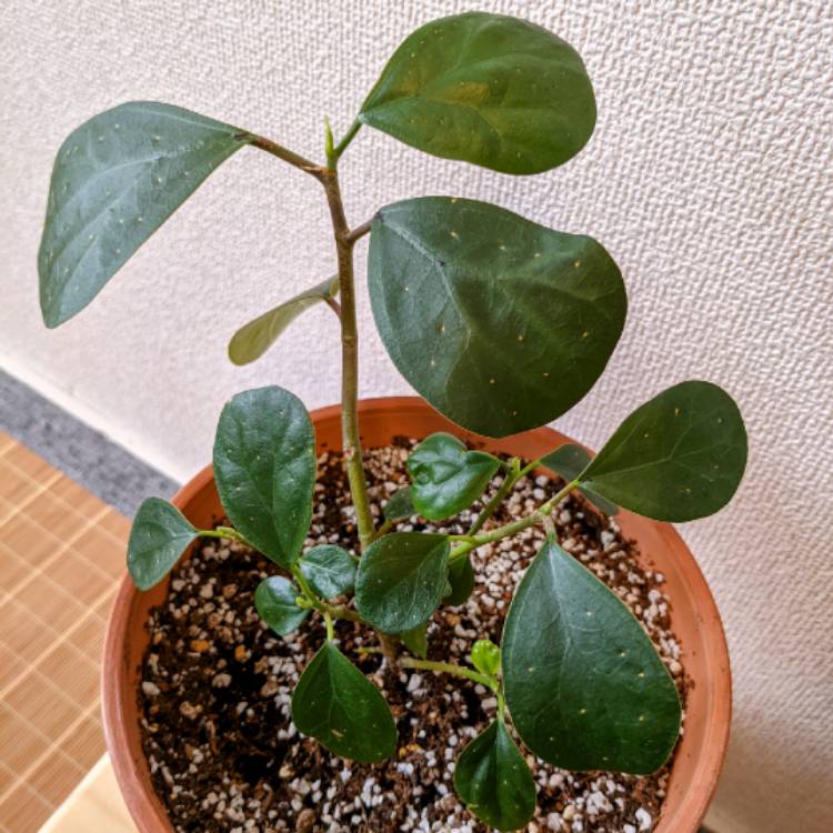 Plant image Ficus deltoidea syn. Ficus ovoidea, Ficus diversifolia