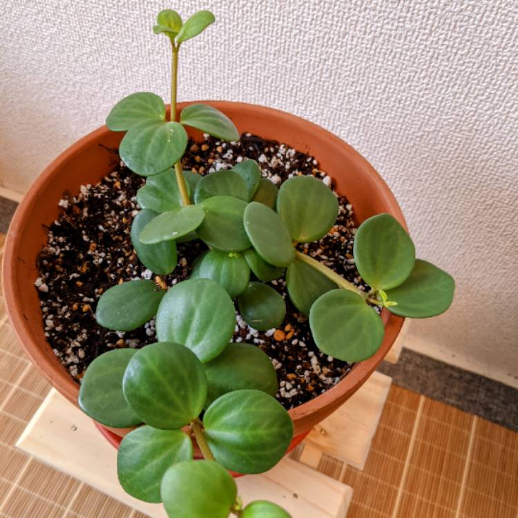 Plant image Peperomia Rotundifolia