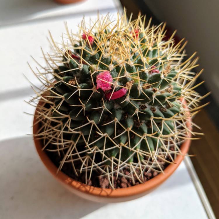 Plant image Mammillaria 'Ginsa Maru' syn. Mammillaria 'Ginsaumae'