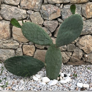 Opuntia ficus-indica