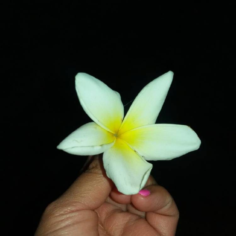 Plant image Plumeria 'Snow White'