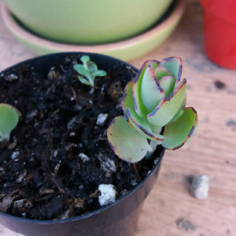 Plant image Kalanchoe marnieriana