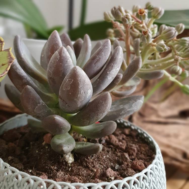 Plant image x Pachyveria Royal Flush