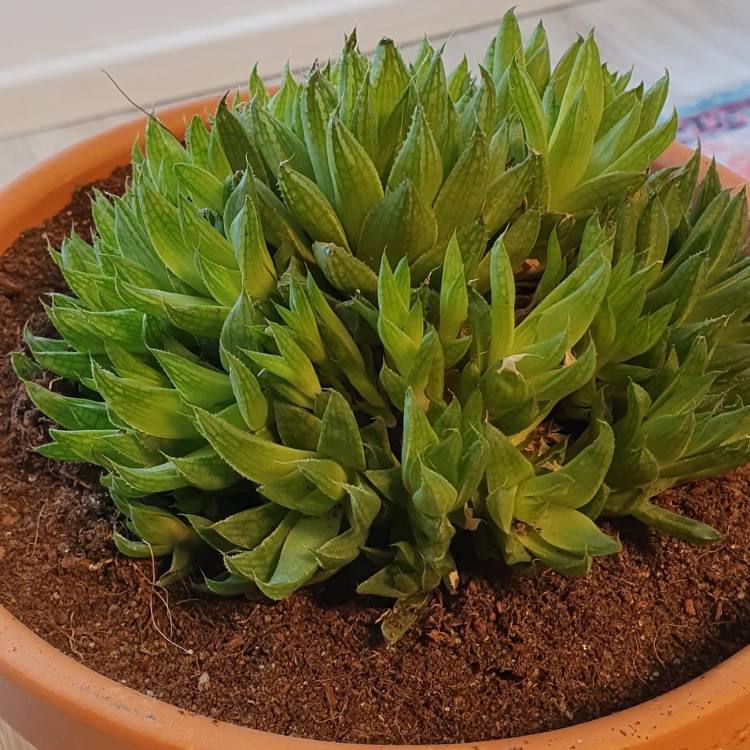 Plant image Haworthia cooperi Var. 'Cooperi'