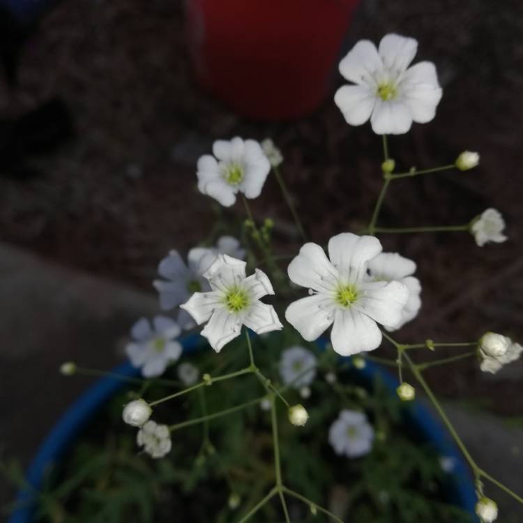 Plant image Gypsophila elegans 'Covent Garden'