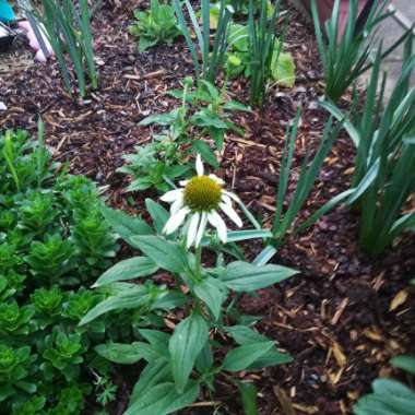 Echinacea