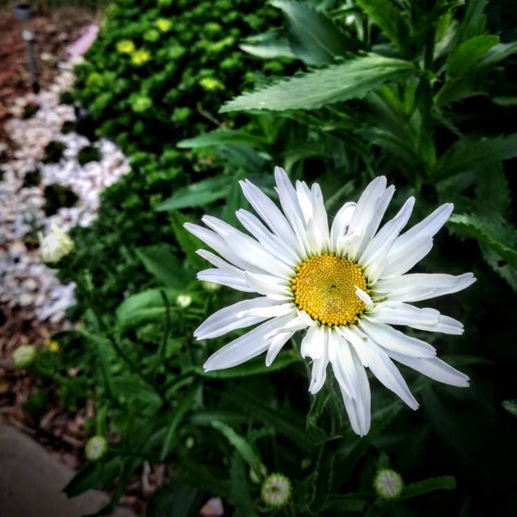 Plant image Leucanthemum x superbum 'Alaska'