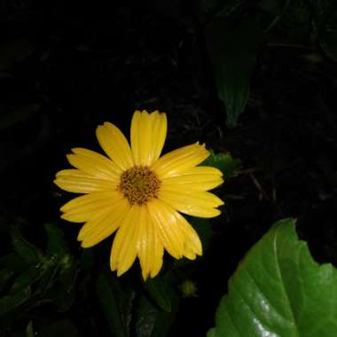 Heliopsis helianthoides var. scabra 'Gold grunherz'