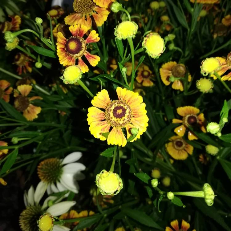 Plant image Helenium autumnale 'Helena Red Shades'