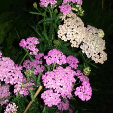 Yarrow