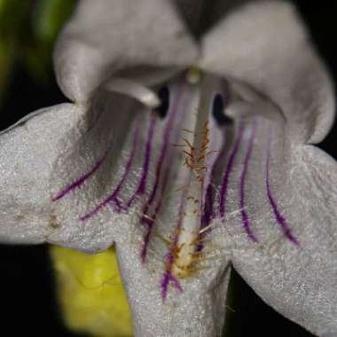 Beardtongue 'Husker Red'