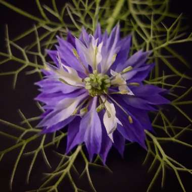 Love-in-a-mist