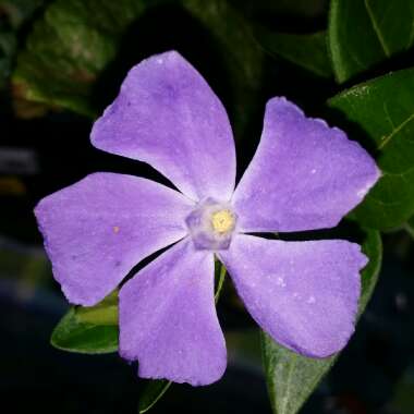 Vinca minor