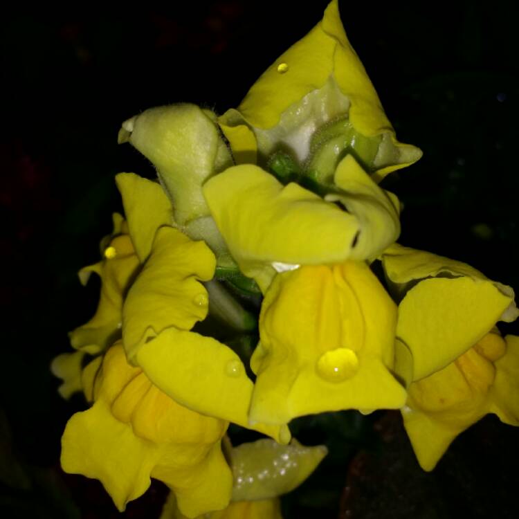 Plant image Antirrhinum majus 'Tom Thumb'