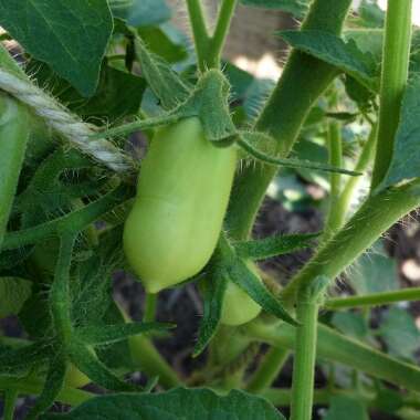 Solanum lycopersicum 'Roma'