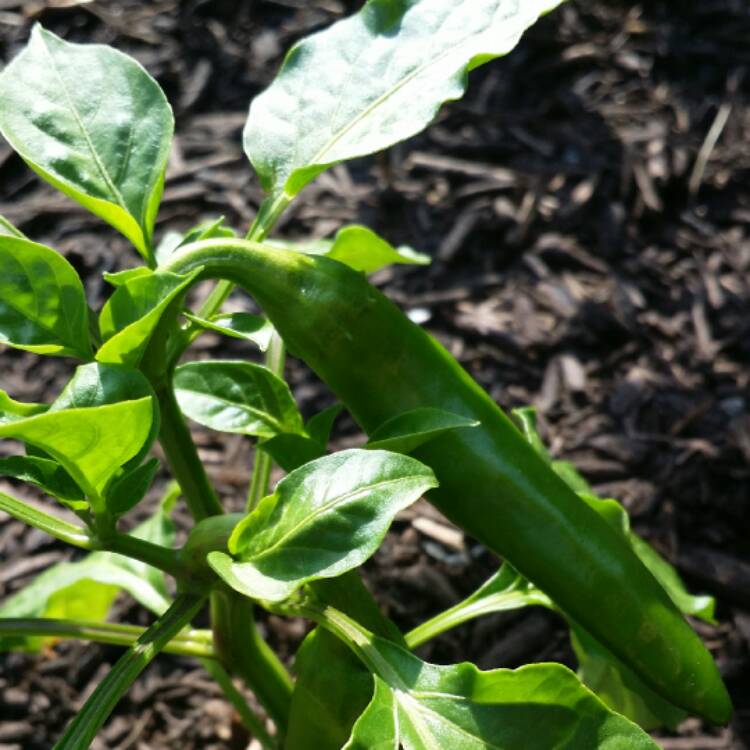 Plant image Capsicum Annuum 'Ortega'